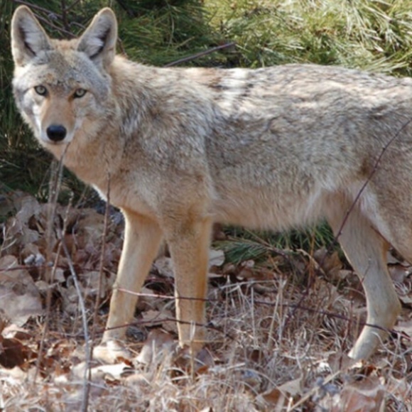 Meet your Posher, Moondust Owens - Picture 1 of 1